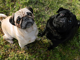 A black pug with his white pug friend sitting on a field of grass, with their eyes looking up at their human. Speaking of eyes, do pugs eyes pop out?