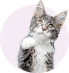 young cat
