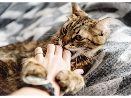 Playful tabby kitten demonstrates typical biting behavior during this developmental phase.