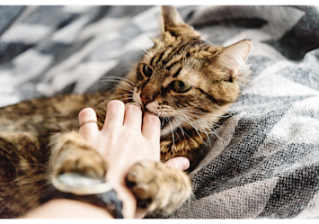 Playful tabby kitten demonstrates typical biting behavior during this developmental phase.
