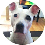 Inara - Pit Bull Mix