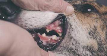 Close up of a dog muzzle where a person is lifting the dog's lips to show its teeth and gums
