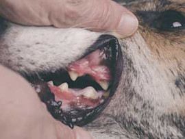 Close up of a dog muzzle where a person is lifting the dog's lips to show its teeth and gums