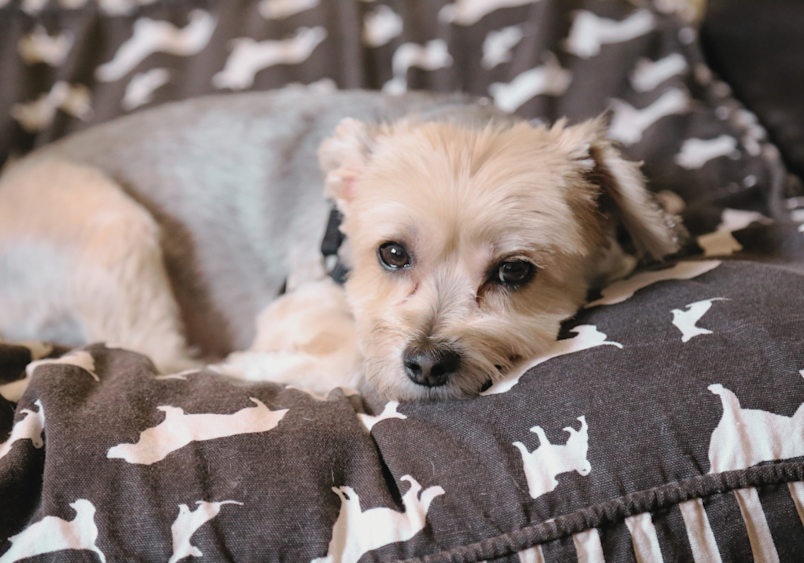 This small and adorable, aging dog with its emerging white fur rests on a cozy blanket covered in playful dog silhouettes. As pets grow older, their insurance premiums can rise, leading many to wonder, 'how much does pet insurance increase each year?'