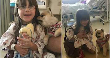 Animal-assisted Therapy Dog