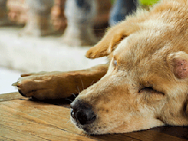 Yellow Lab with a Skin Tumor