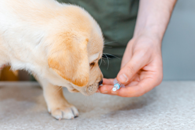 a puppy sniffing a hypodermic needle with the Bordetella vaccine
