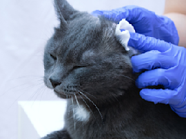 grey cat getting ears cleaned