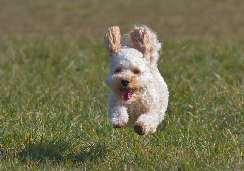 A Cavapoo happily running on the grass