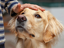A gentle hand rests on a golden retriever's head as the dog gazes up with trusting brown eyes—a reminder of the bond between pets and their owners. In an emergency where your dog swallows something harmful, knowing how to make a dog throw up safely can make all the difference.