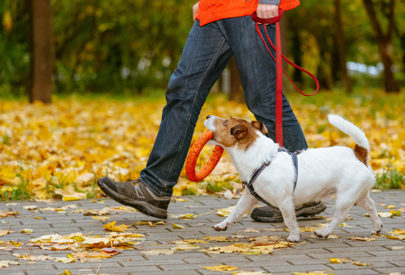 A dog and their pet parent going on a safe fall walk