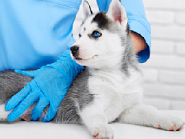 Husky puppy getting a shot