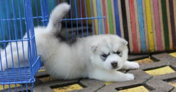 husky puppy stretching by crate
