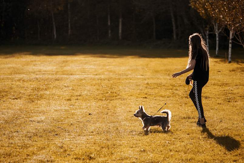 A young woman walks a small, scruffy terrier mix on a leash through a golden, sun-drenched field — a routine outing that also happens to be the ideal opportunity to grab a fecal sample for your dog's next wellness exam.