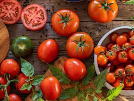 Fresh, ripe tomatoes of various types including large beefsteak tomatoes (some sliced to show juicy interior), a green unripe tomato, and clusters of bright red cherry tomatoes on the vine are artfully arranged on a rustic wooden surface with vibrant tomato leaves scattered throughout, demonstrating the different forms of tomatoes that pet owners should be cautious about feeding to dogs due to potential toxicity concerns, particularly in unripe forms and leaves.