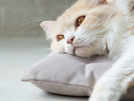 cat lying on pillow