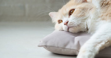 cat lying on pillow