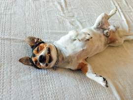 A relaxed beagle mix dog lying upside down on a soft bed with its mouth open and teeth fully visible, offering a clear view of its gums and dental structure. While this pup looks happy and carefree, this playful pose perfectly highlights why dental health matters and why periodontal disease in dogs is one of the most common health issues pet parents face. This image supports educational content covering dental disease in dogs, gingivitis in dogs, dog gingivitis, gum disease in dogs, and the progression of dog periodontal disease stages, from early plaque buildup to advanced gum infection.