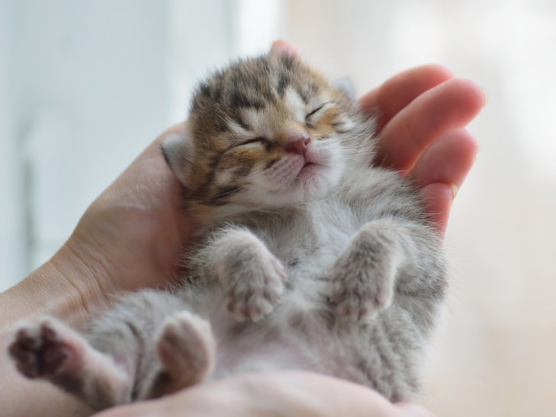 Kitten being held by owner