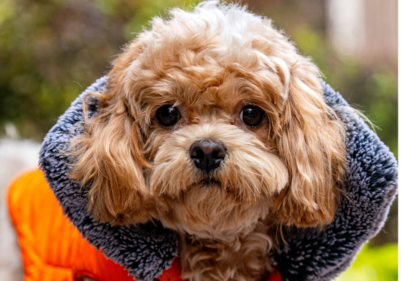 A Cavapoo dog wearing an orange sweater