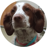 Brittany Spaniel suffered a heart abscess caused by a foxtail
