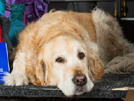 Golden Retriever in car for emergency evacuation