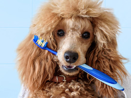 poodle with a tooth brush