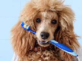 poodle with a tooth brush