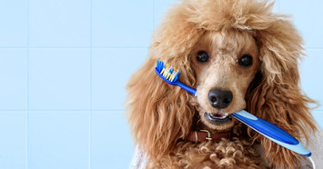 poodle with a tooth brush