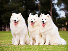 This is an image that screams money, for these Samoyed dogs are one of the most expensive dog breeds you can find out there.
