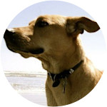 Snickers-Labrador Mix