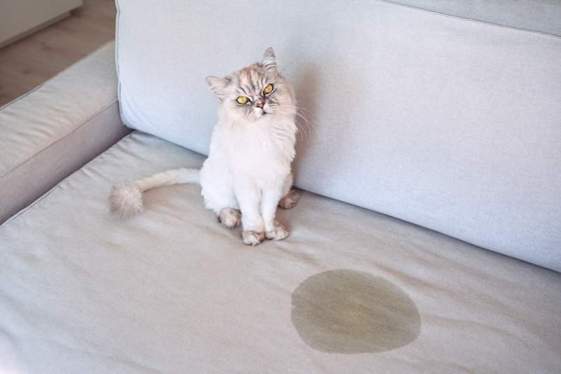 A fluffy cream-colored cat sits on a gray couch next to a visible wet stain, a scenario all too familiar to owners dealing with litter box trouble.