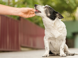 Person giving dog metronidazole dose