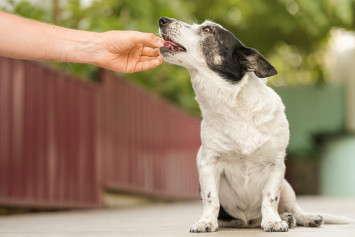 Person giving dog metronidazole dose