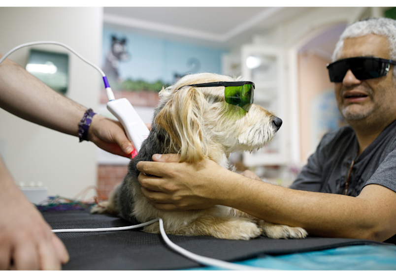 This professional veterinary setting shows what is laser treatment in practice, with both the dog and veterinarian wearing protective eyewear during laser therapy for dogs. Understanding what is cold laser therapy becomes important for pet owners considering this treatment option, as pet insurance can help manage these treatment costs for advanced veterinary procedures.