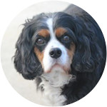 Lady - Cavalier King Charles Spaniel