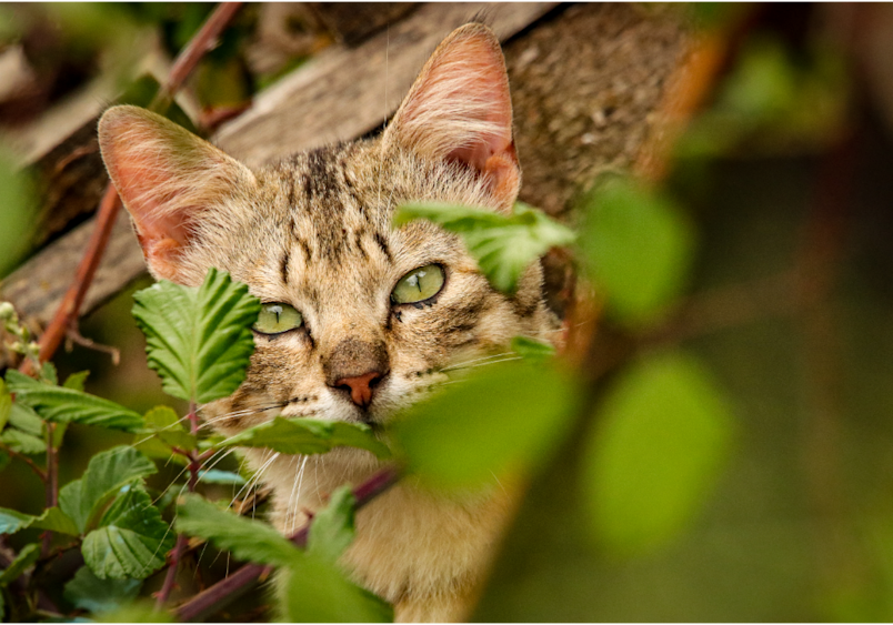 A Tabby cat with green eyes hides in the foliage, showing what to do when you find a stray cat by observing them carefully first.