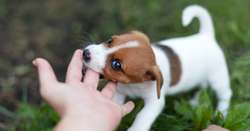 puppy biting hand