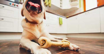 Pet Dental Products