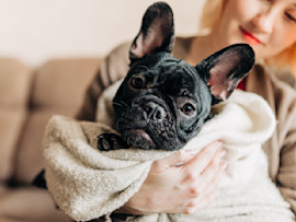 Owner holding a black French Bulldog after getting it for a good price.