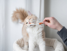An owner is brushing the cats teeth to prevent future dental costs.
