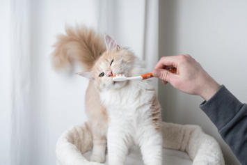 An owner is brushing the cats teeth to prevent future dental costs.