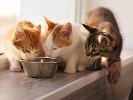 How much to feed a kitten? Three young cats—an orange tabby, a white kitten, and a brown tabby—gather around a small metal food bowl on a ledge, perfectly illustrating the common question about appropriate portion sizes and feeding frequencies based on kitten feeding charts by age.