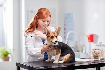 a dog sitting on an exam table at the vet getting microchipped