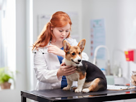 a dog sitting on an exam table at the vet getting microchipped