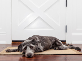 Anxious dog laying by door