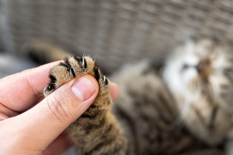 Person Holding Cat's Paw for Declawing