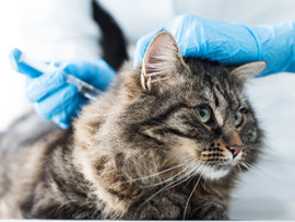 cat-getting-vaccine