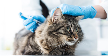 cat-getting-vaccine