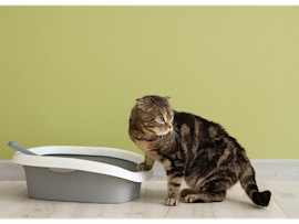 Understanding how to clean litter box properly, including how often to clean litter box and the best way to clean cat litter box, is essential for both cat health and household cleanliness,